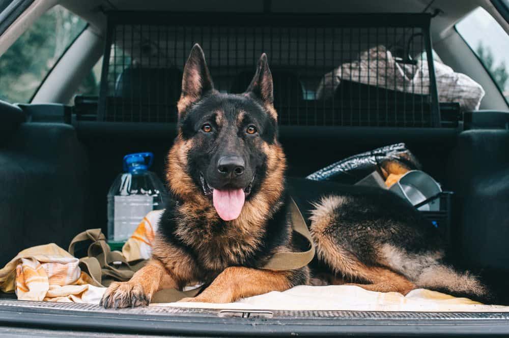 como levar cachorro na camionete